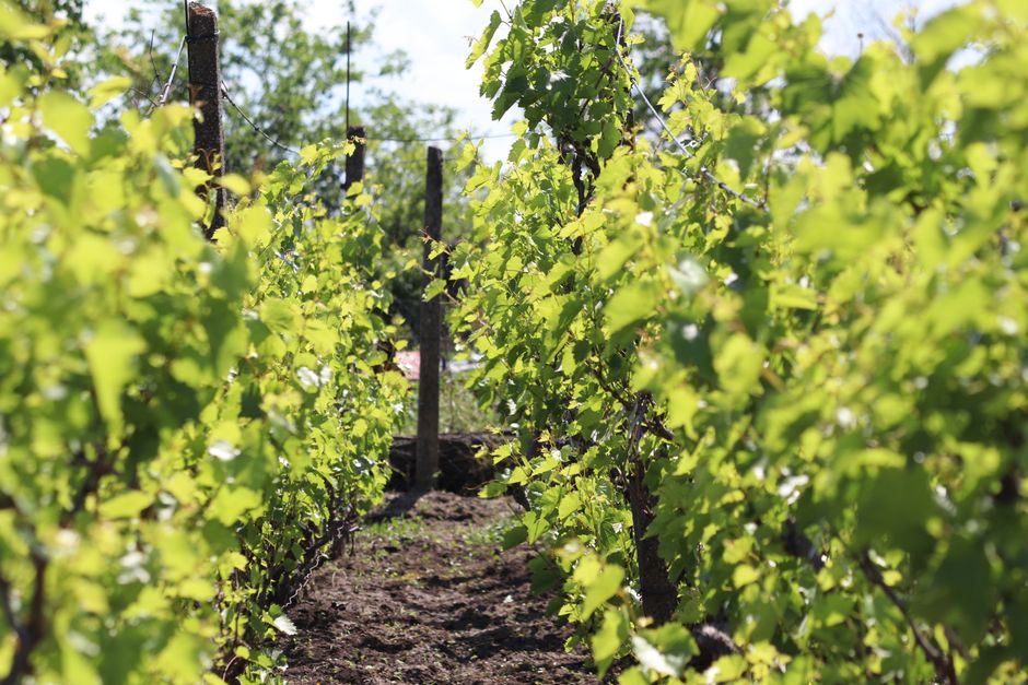 A scenic view of a vineyard with flourishing green vines under clear skies.
