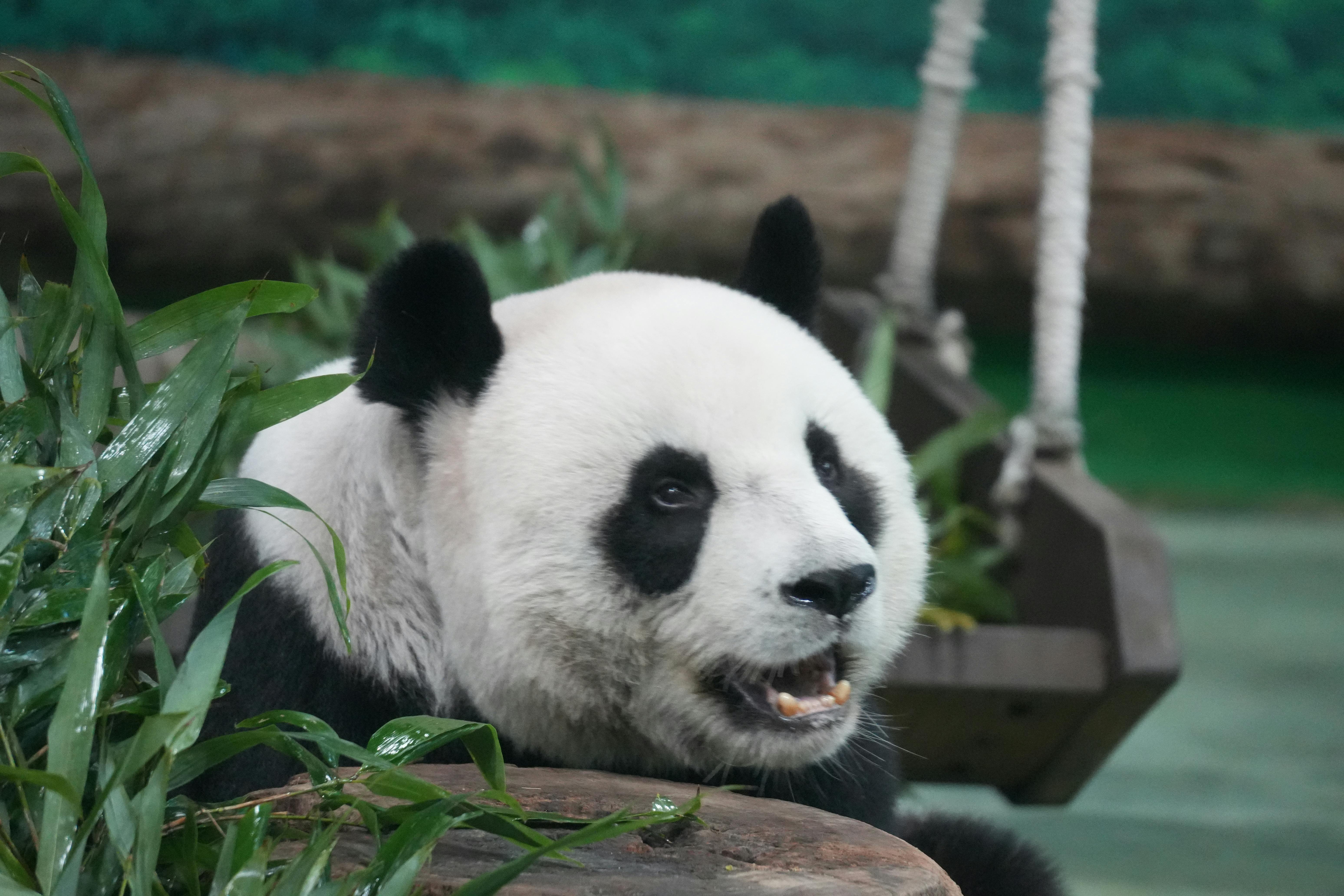 Panda mâncând bambus, simbol al mulțumirii cu lucrurile simple în vise