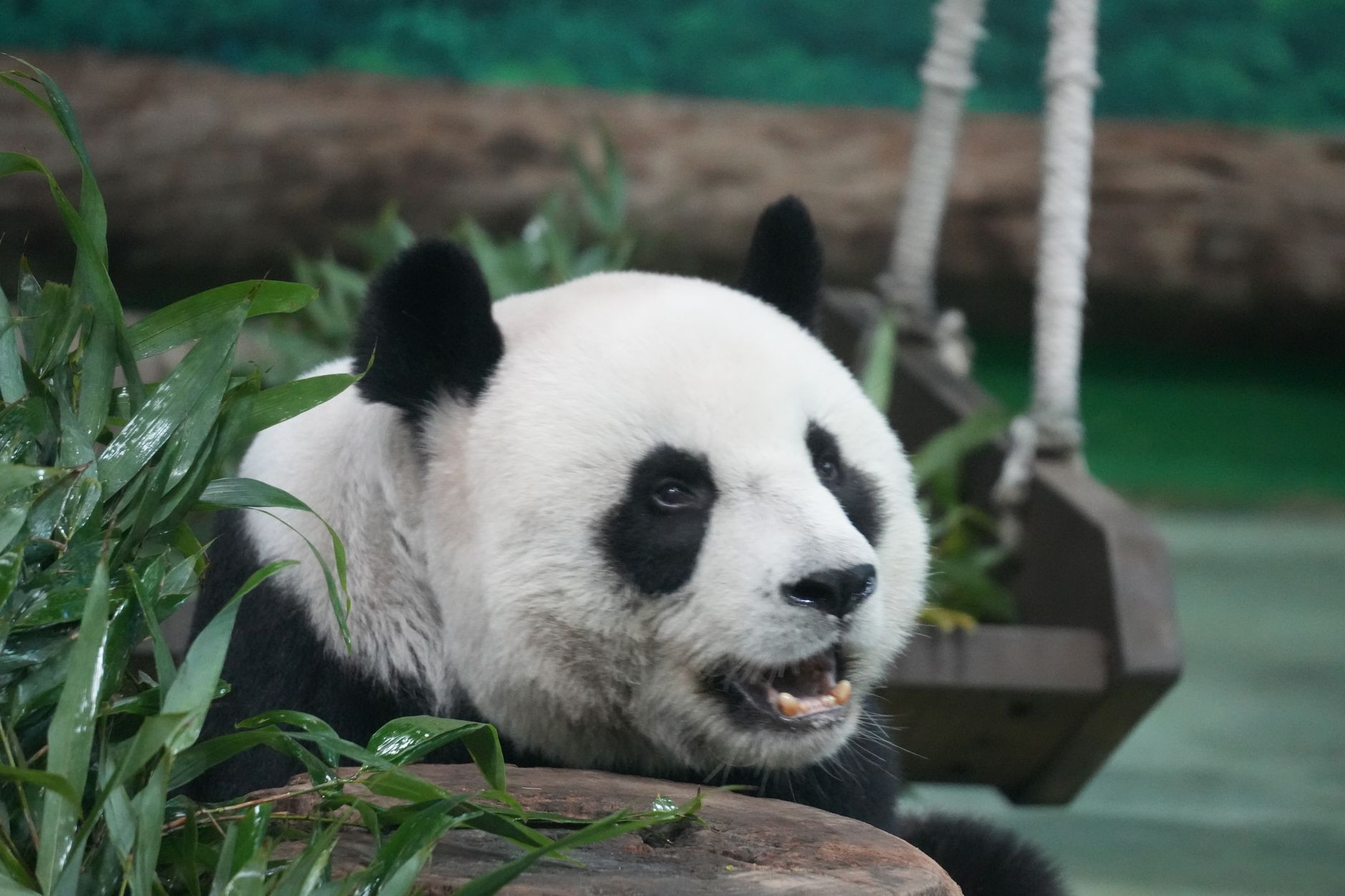 Hayvanat bahçesinde bambu yiyen dev panda