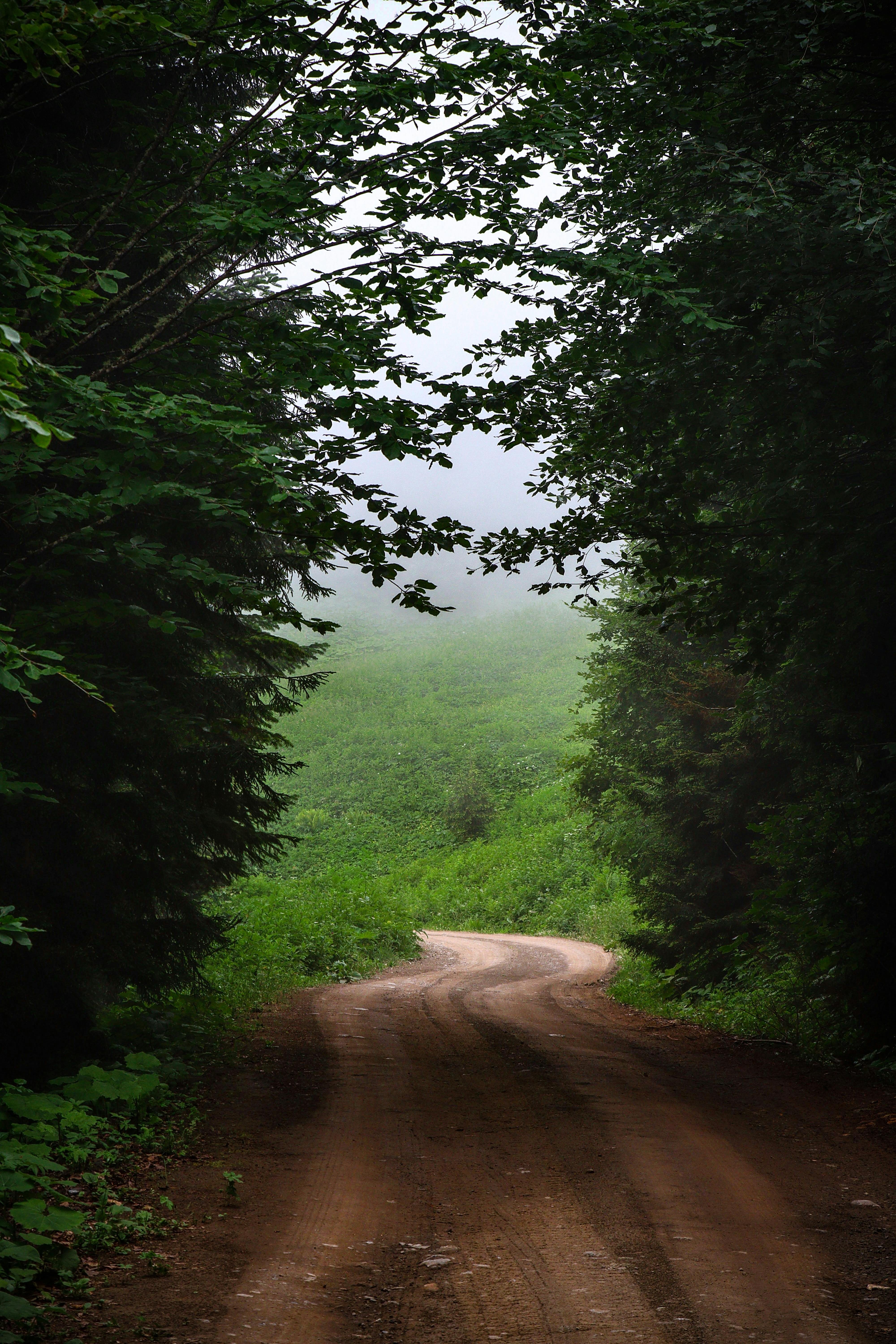 Misty forest path surrounded by lush greenery in Artvin, Türkiye, creating a serene landscape.