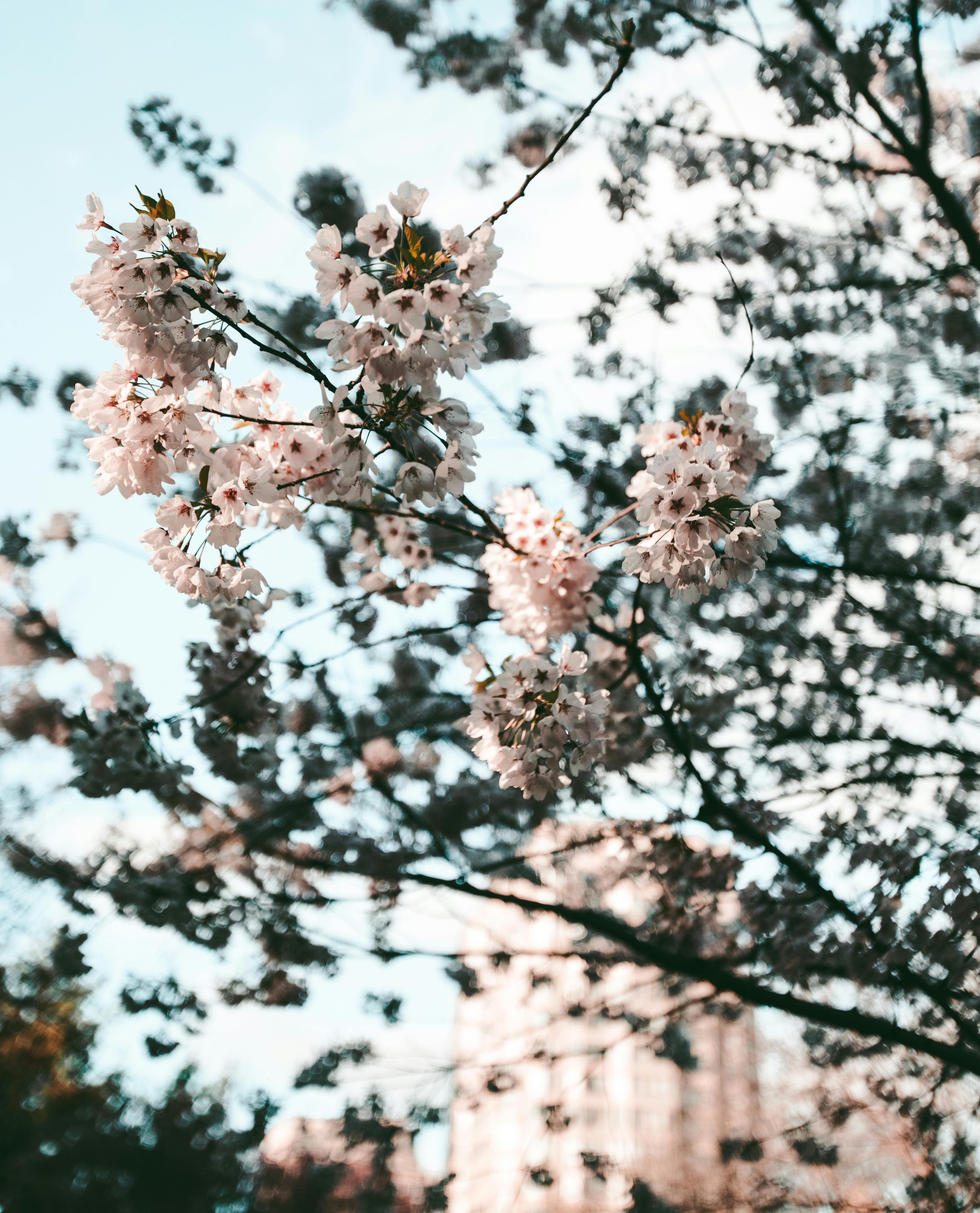 在加拿大密西沙加的一个公园里，春天樱花盛开的景色十分壮丽