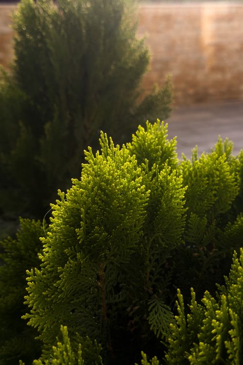 Free Detailed view of lush green conifer plants in natural sunlight, showcasing vibrant textures and colors. Stock Photo