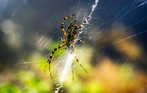 Brown and Black Spider on Cobweb