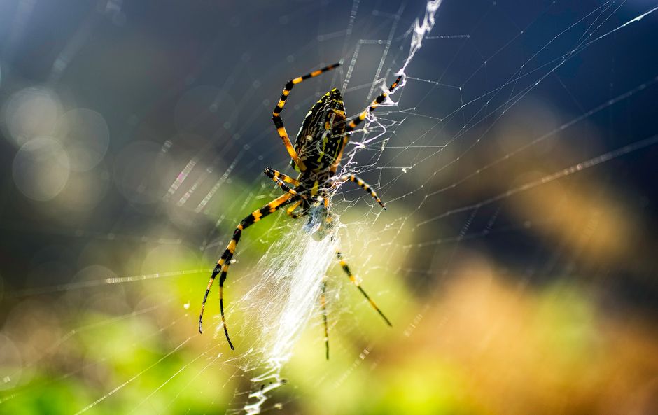 Brown Araneus Cavaticus Barn Spider · Free Stock Photo