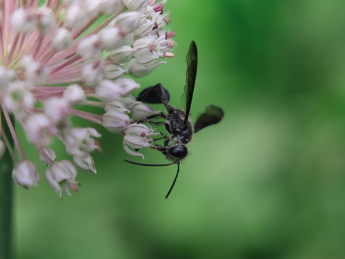 Free Close-up of a wasp pollinating delicate white flowers with a vibrant green blurred background. Stock Photo