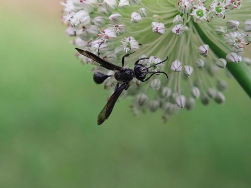 Free A close-up of a wasp pollinating a blooming allium flower in a garden setting. Stock Photo