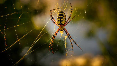 Free Black and Red Spider Stock Photo