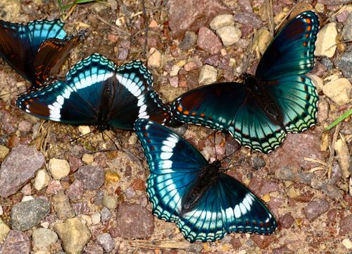 Free Close-up of blue admiral butterflies displaying vivid colors against a rocky background. Stock Photo