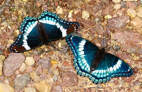 Free Beautiful display of two admiral butterflies resting on rocky ground, showcasing vibrant patterns. Stock Photo