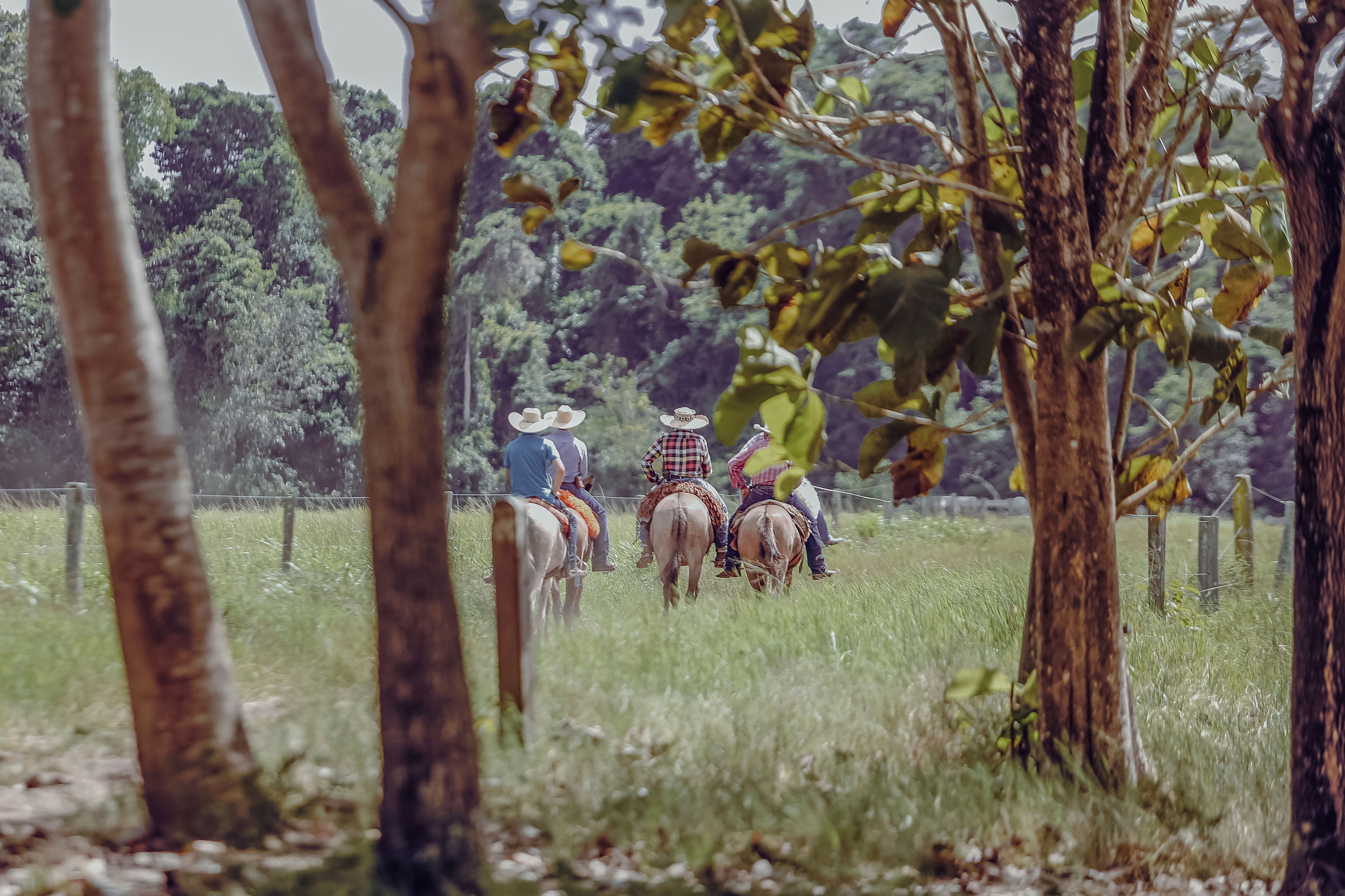 Grupo de cowboys montando cavalos em uma paisagem florestal no Brasil.