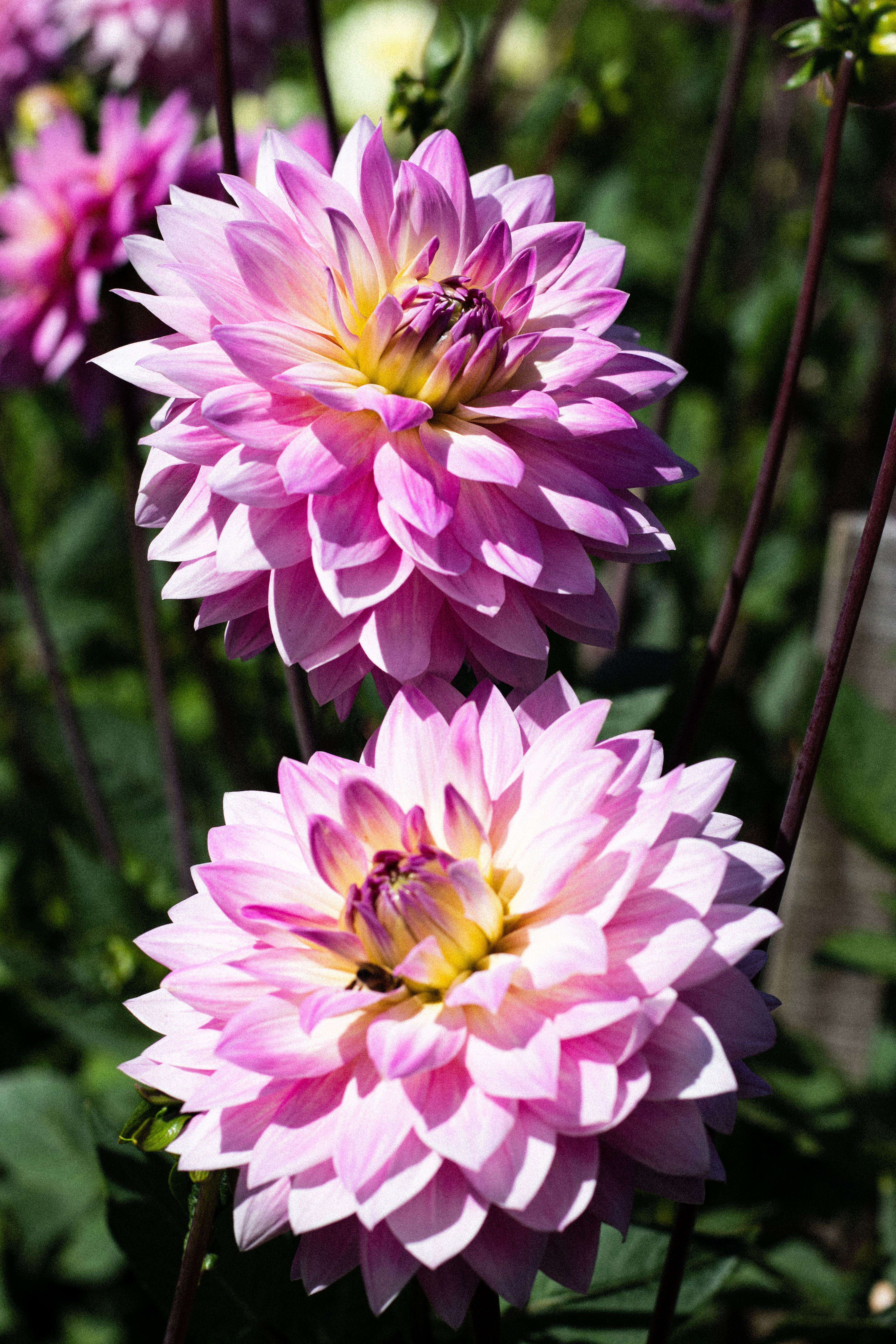 [ColoSach]-captivating-image-of-vibrant-pink-dahlias-blooming-under-sunlight,-showcasing-nature's-colorful-beauty.