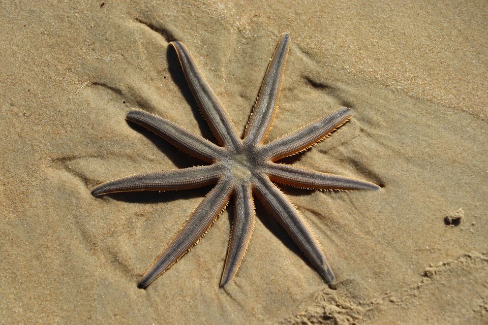 Slender ten-armed starfish resting on wet sand casting long shadows