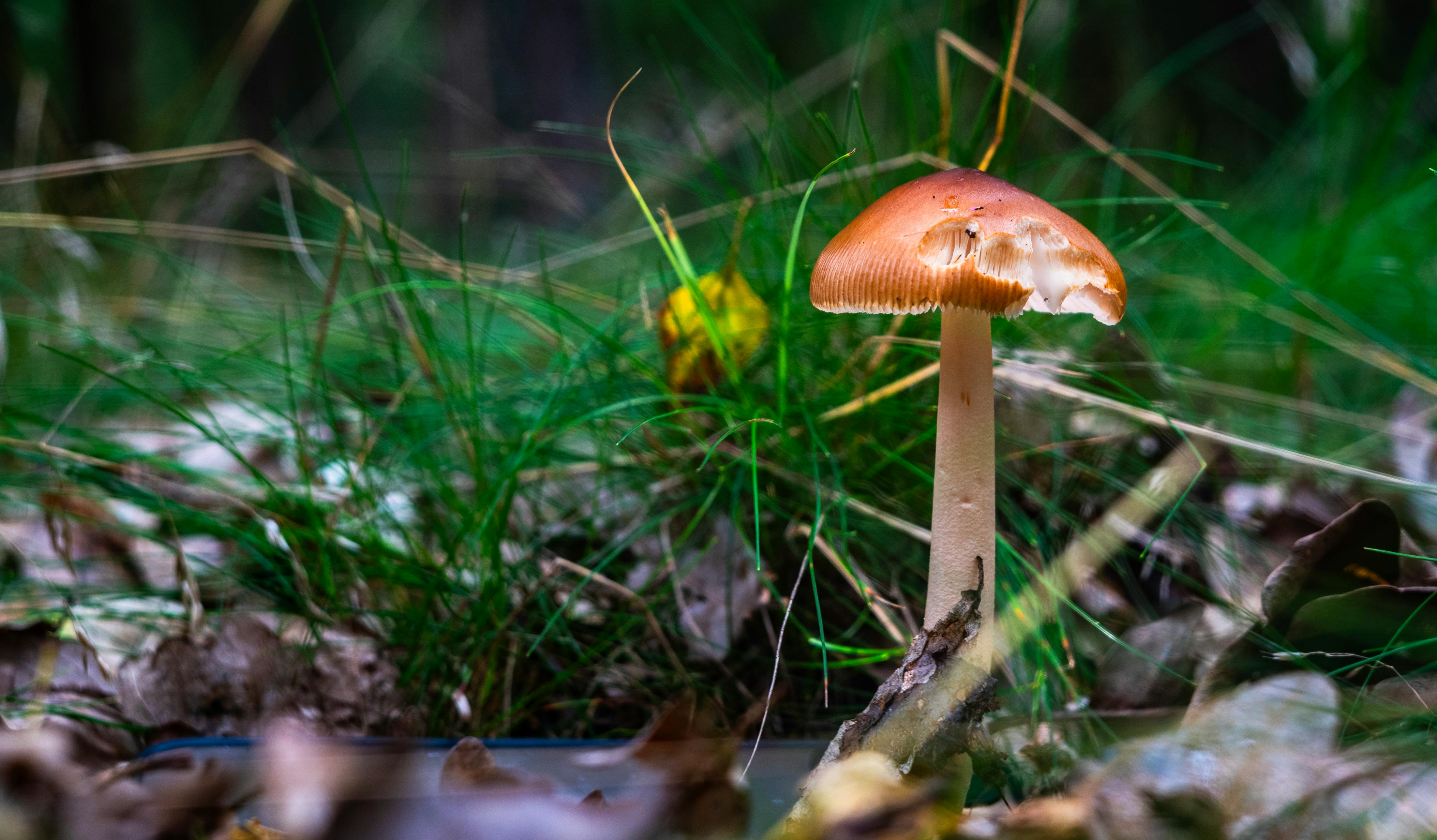 Anlieferung von Forstpflanzen im Wald