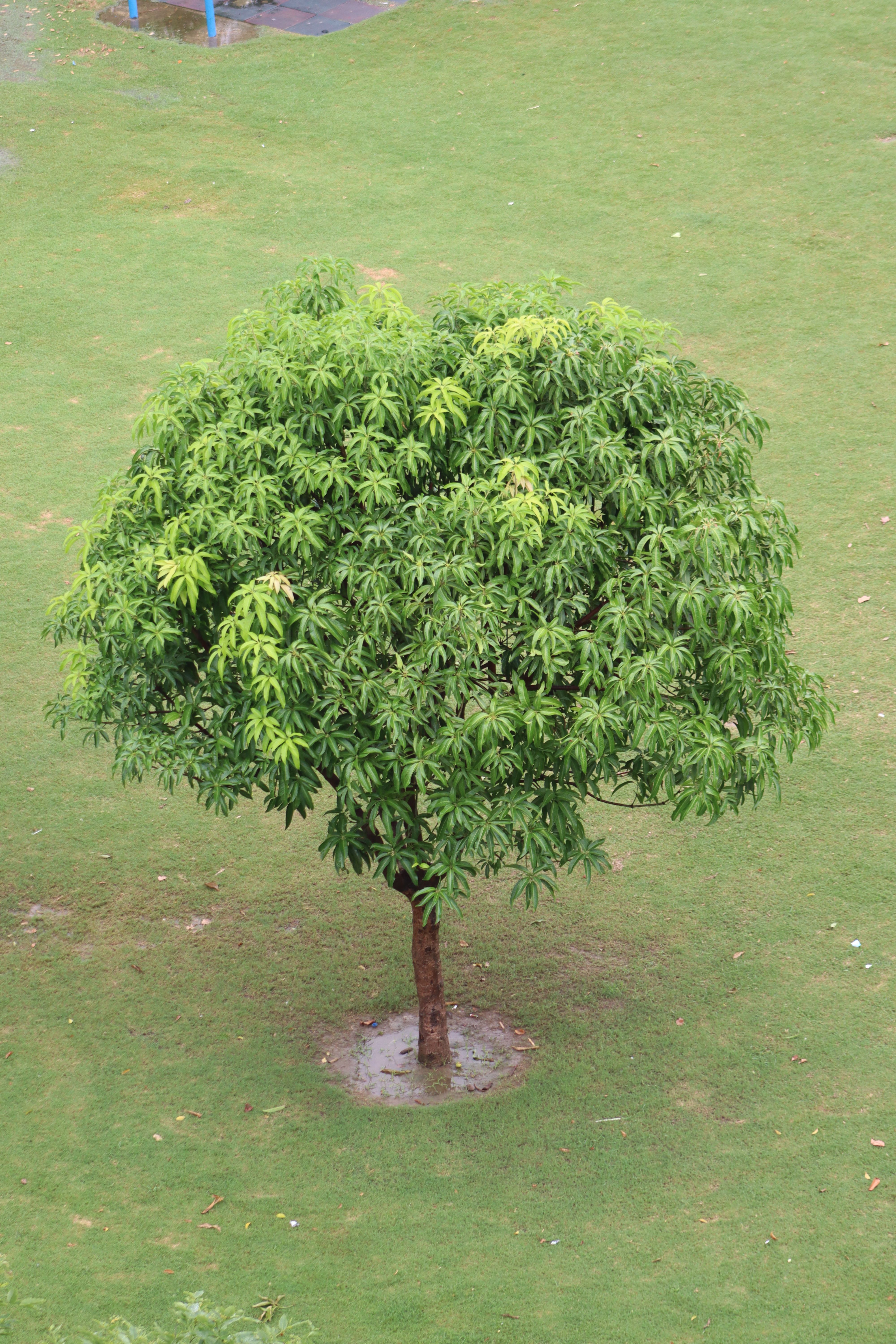 Pum Tree Photos, Download The BEST Free Pum Tree Stock Photos & HD Images