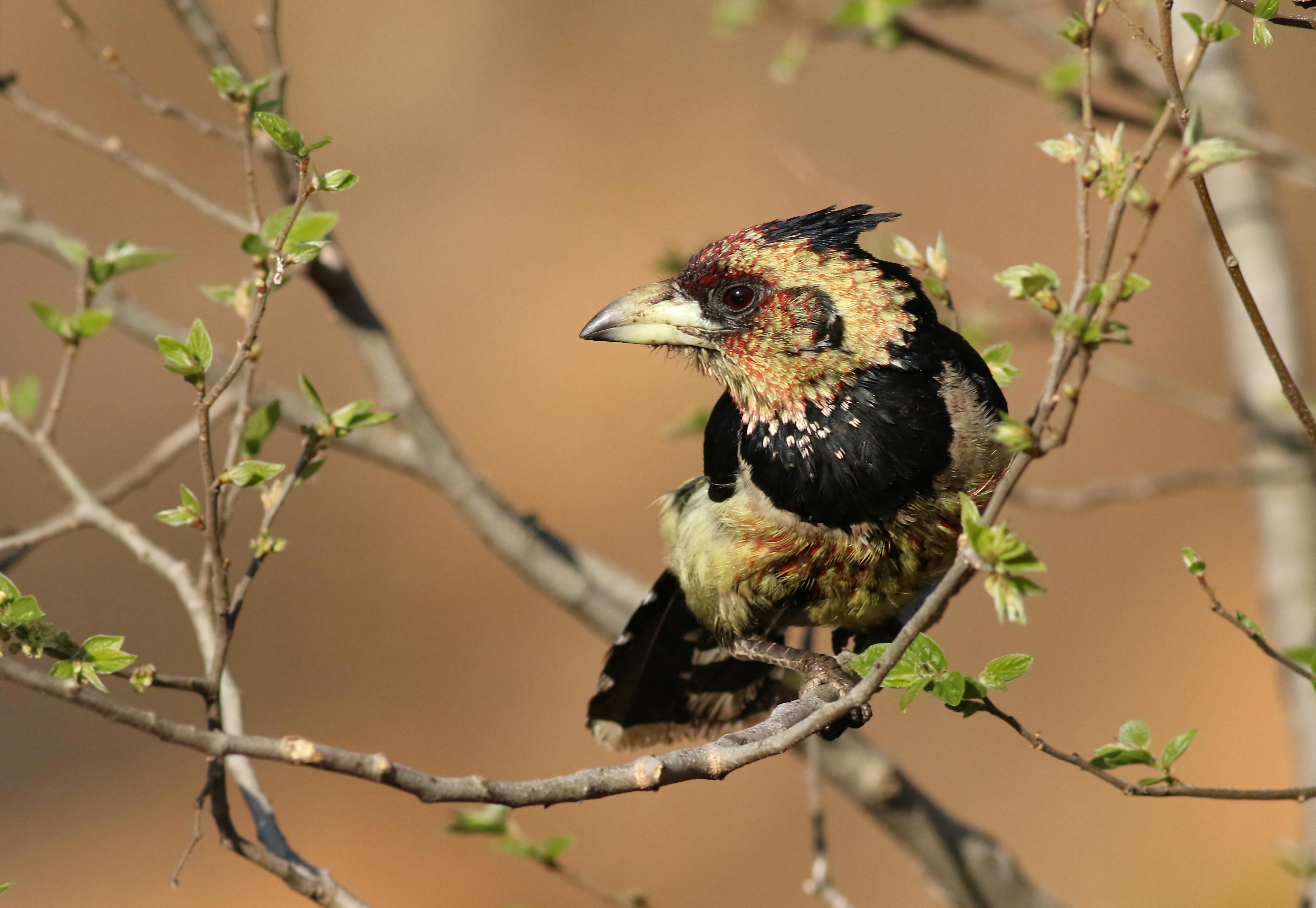 Close-up of a Crested Barbet (Trachyphonus vaillantii) in a South African nature reserve.