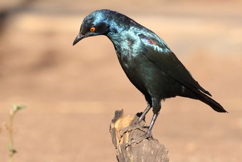Free Cape glossy starling (Lamprotornis nitens) captured in natural setting, showcasing its vivid plumage. Stock Photo