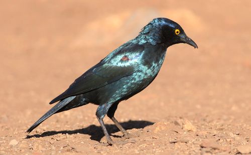 Free Vivid Cape Glossy Starling on a sunlit African landscape. Stock Photo