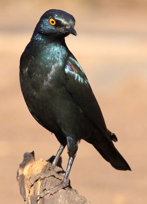 Free Close-up of a Cape Glossy Starling (Lamprotornis nitens) in Gauteng, South Africa. Stock Photo