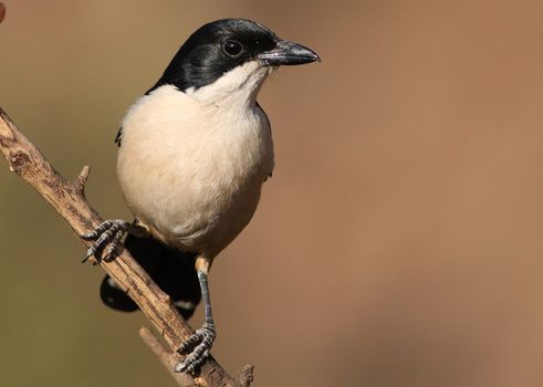 bird photo