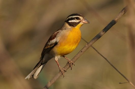 Golden-breasted bunting (Emberiza flaviventris) on branch in natural habitat.