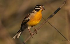 Guided birding walk