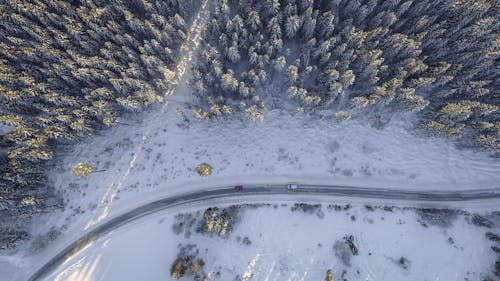 松の木の横の道路上の車両航空写真