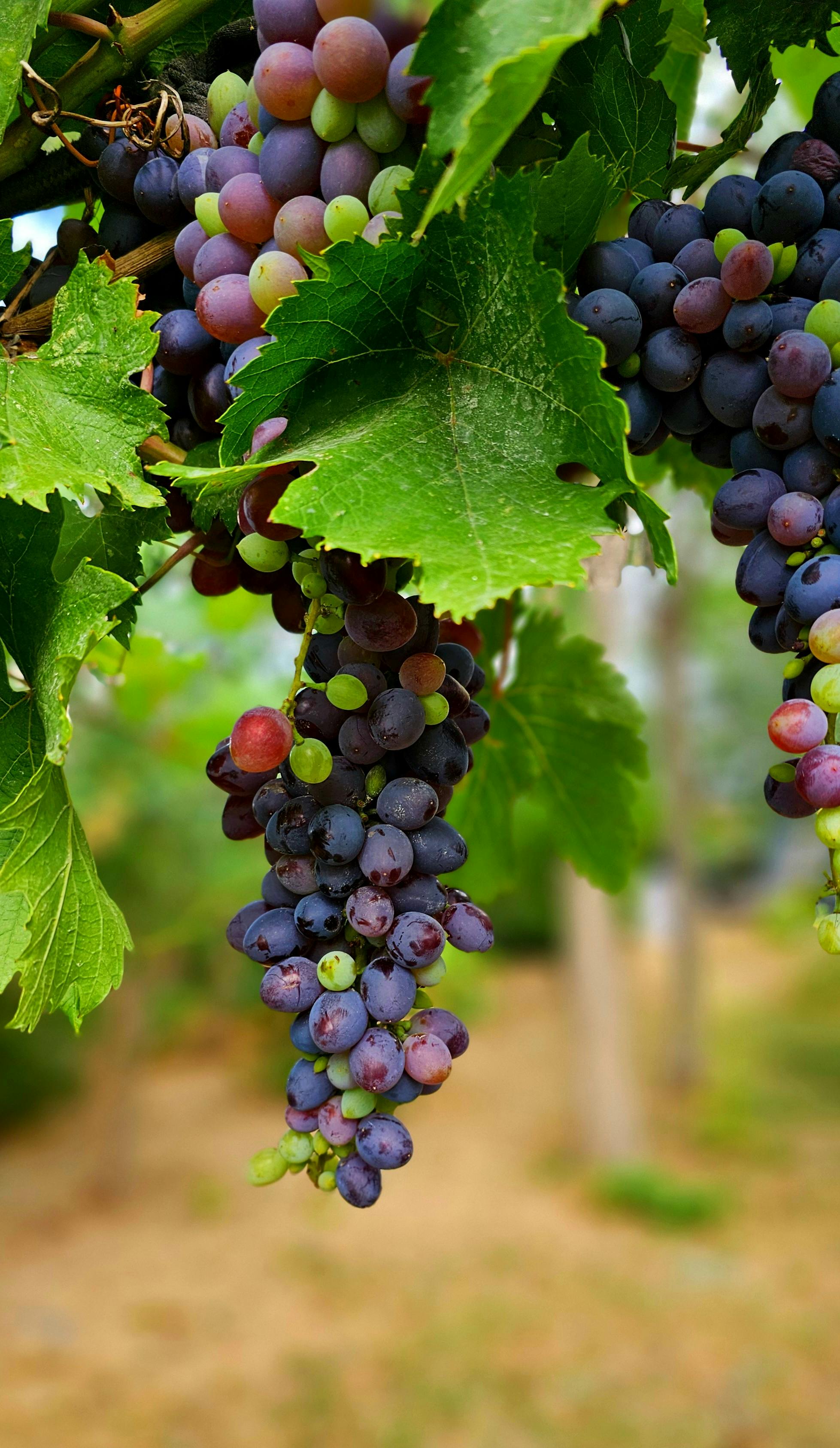 免費 成熟的紫色葡萄掛在長滿茂盛綠葉的葡萄藤上的特寫鏡頭。 圖庫相片