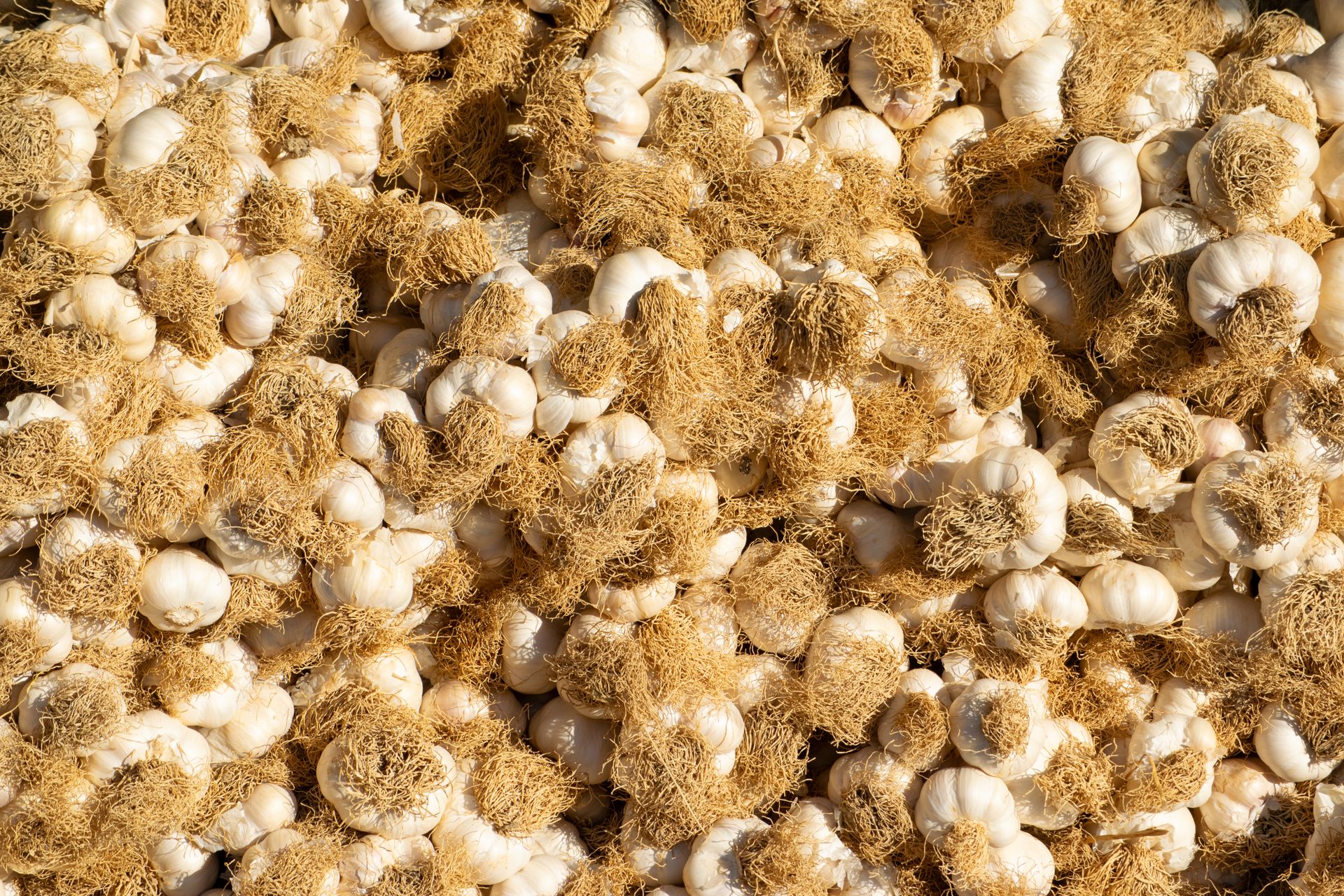 Close-up of fresh garlic bulbs with roots exposed, showcasing organic texture.