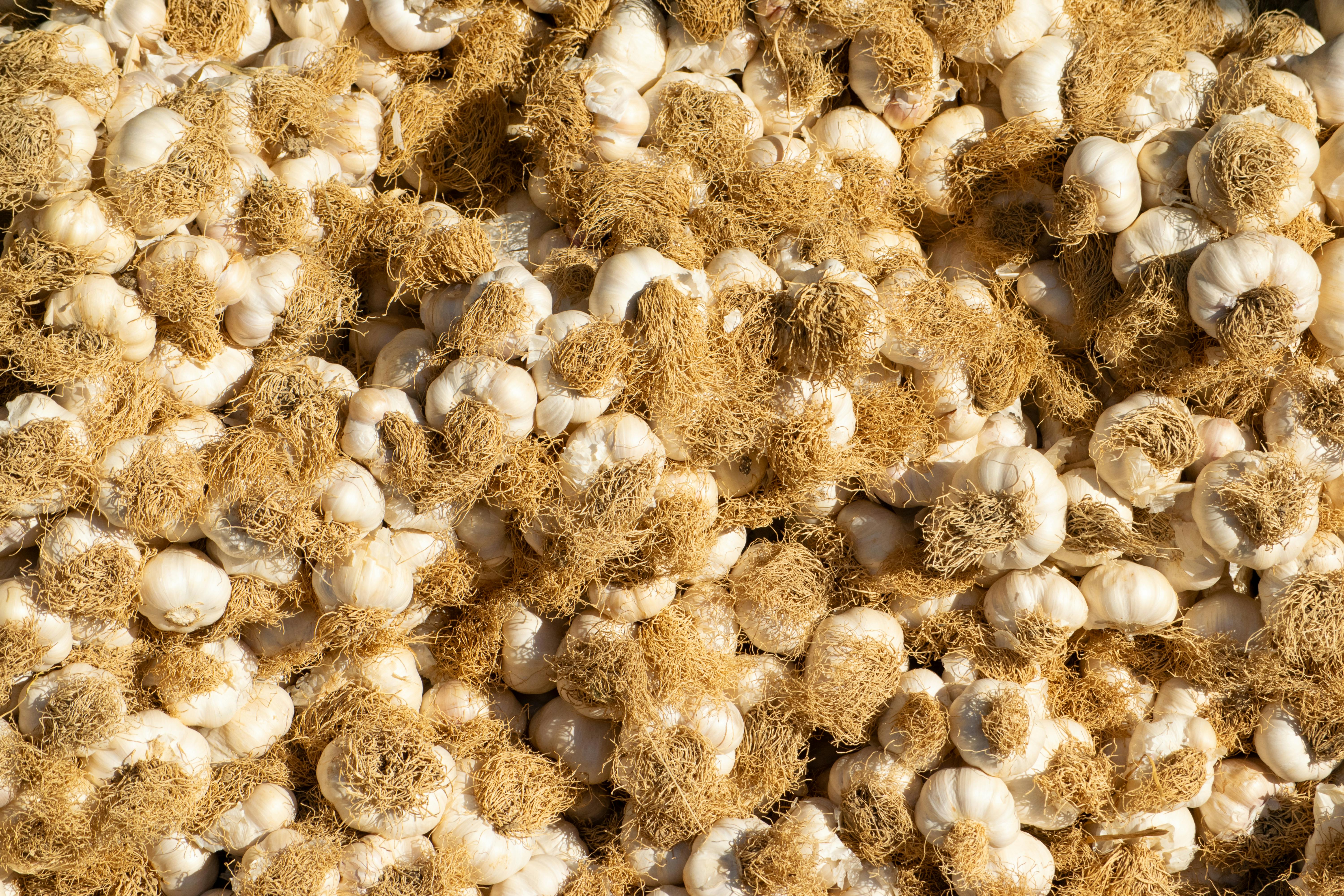 Gratuit Gros plan de bulbes d'ail frais avec des racines exposées, mettant en valeur la texture organique. Photos