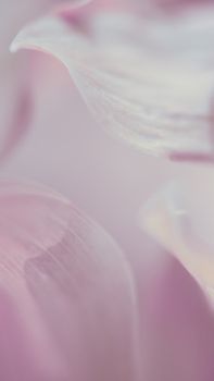 Delicate macro shot of petals in soft pastel hues showcasing abstract beauty.