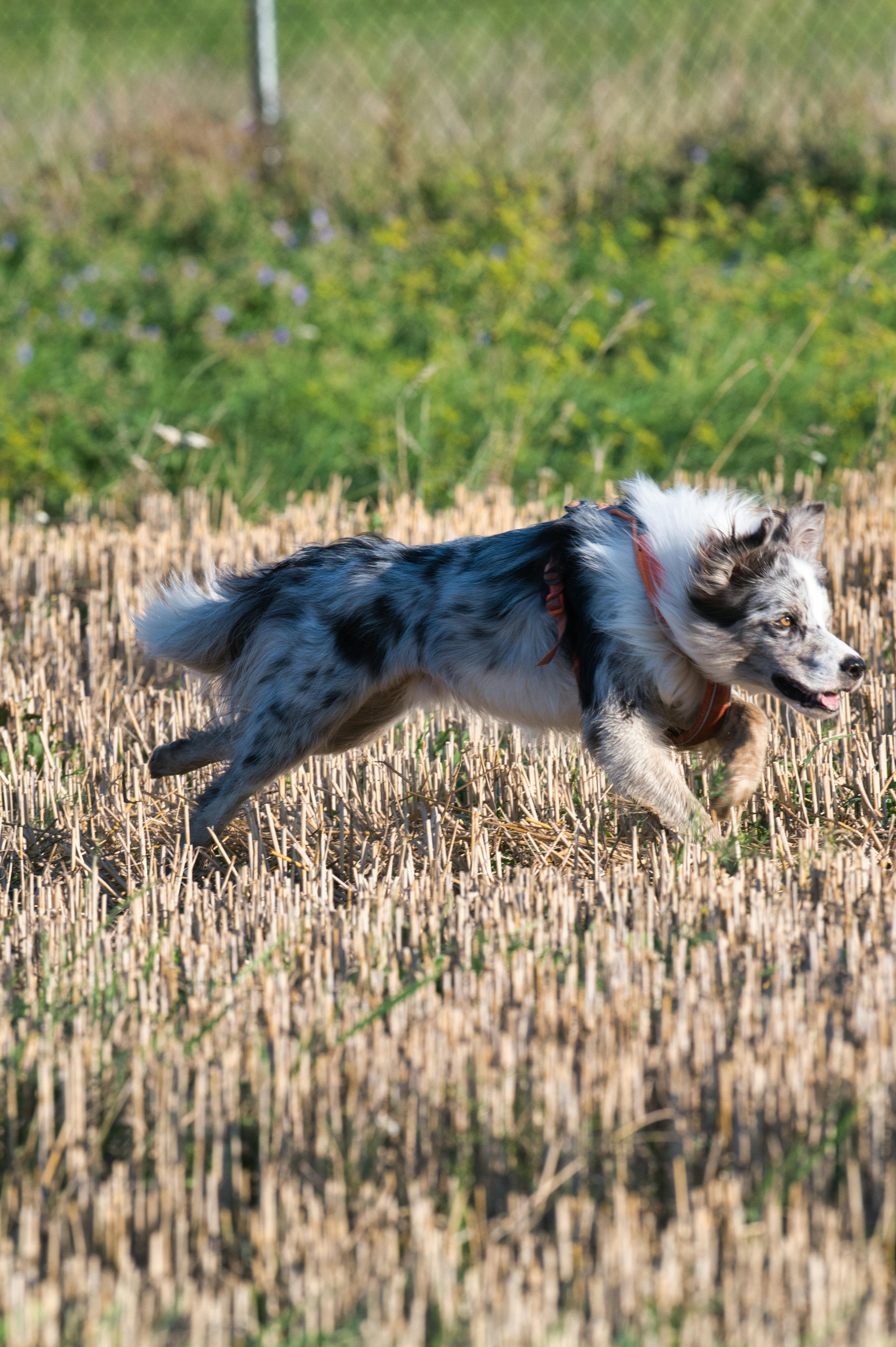 Training in PRINCE2 Agile