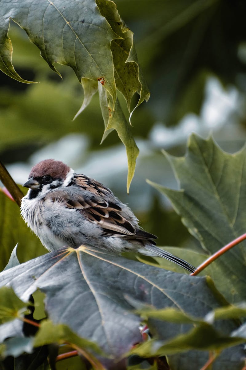 Birdwatching For Beginners