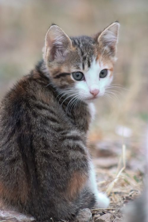 Free A cute domestic cat sitting outdoors, perfect for animal lovers. Stock Photo