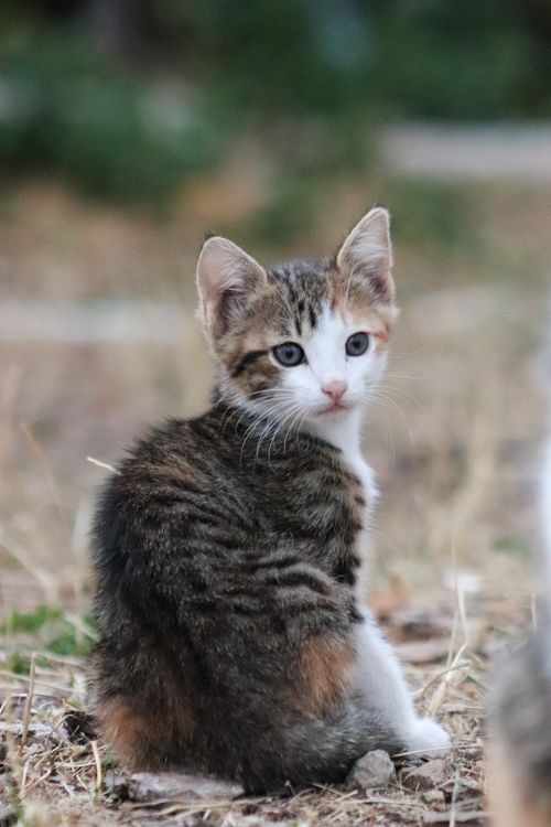 Free Cute tabby kitten sitting outdoors on a sunny day, looking back curiously. Stock Photo