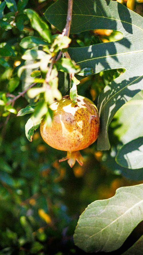 Free Close-up of a ripe pomegranate on a tree with lush green leaves, basking in sunlight. Stock Photo