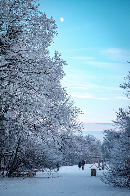 Immagine gratuita di alberi, boschi, cielo