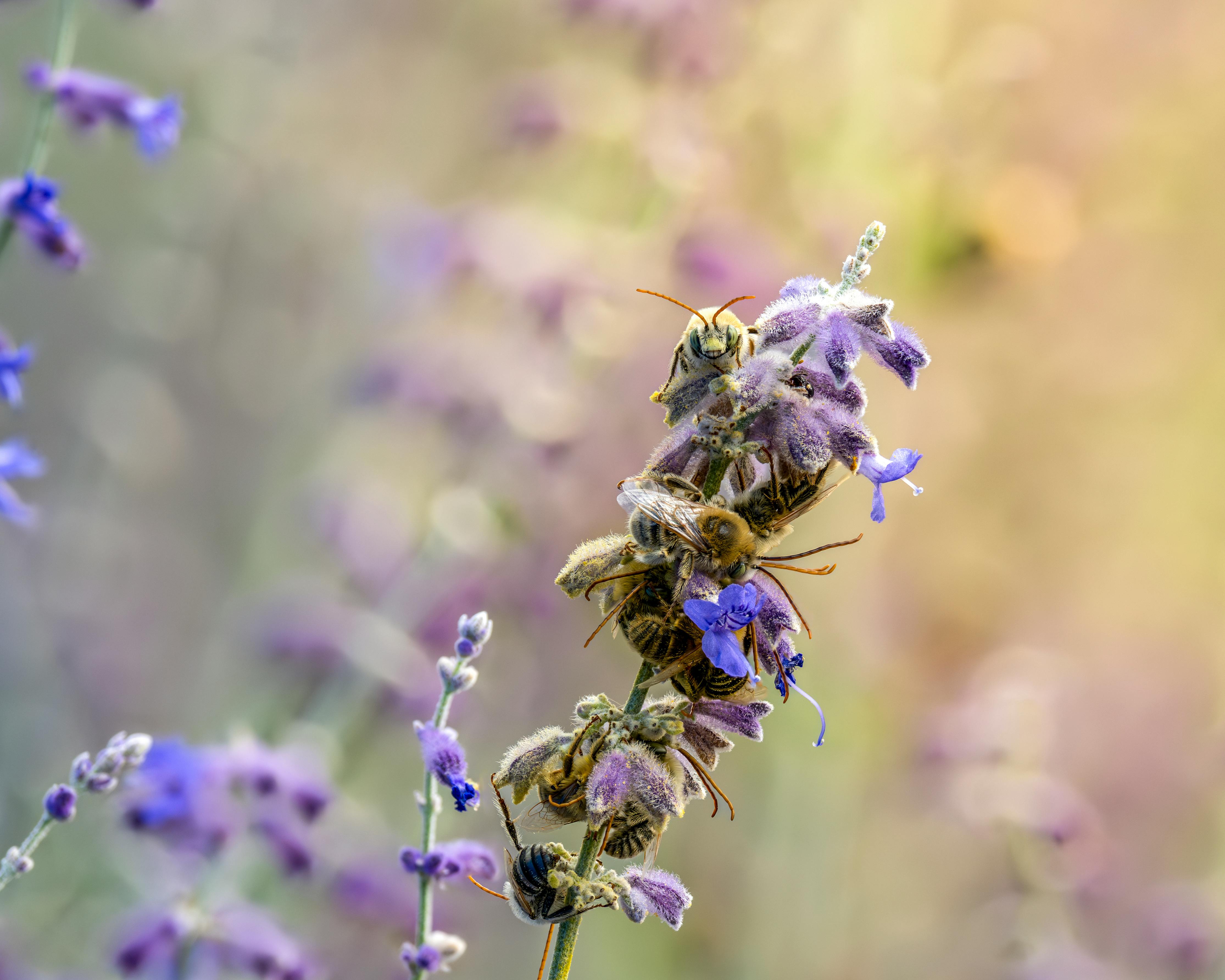 Gratuit Gros plan d'abeilles à longues cornes pollinisant des fleurs de lavande à Wenatchee, Washington. Photos
