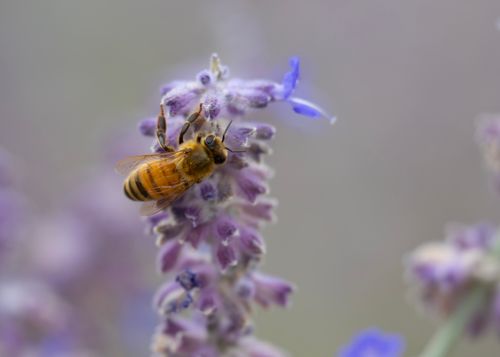 Free A macro shot of a bee gathering nectar from a purple sage flower in Wenatchee, Washington. Stock Photo