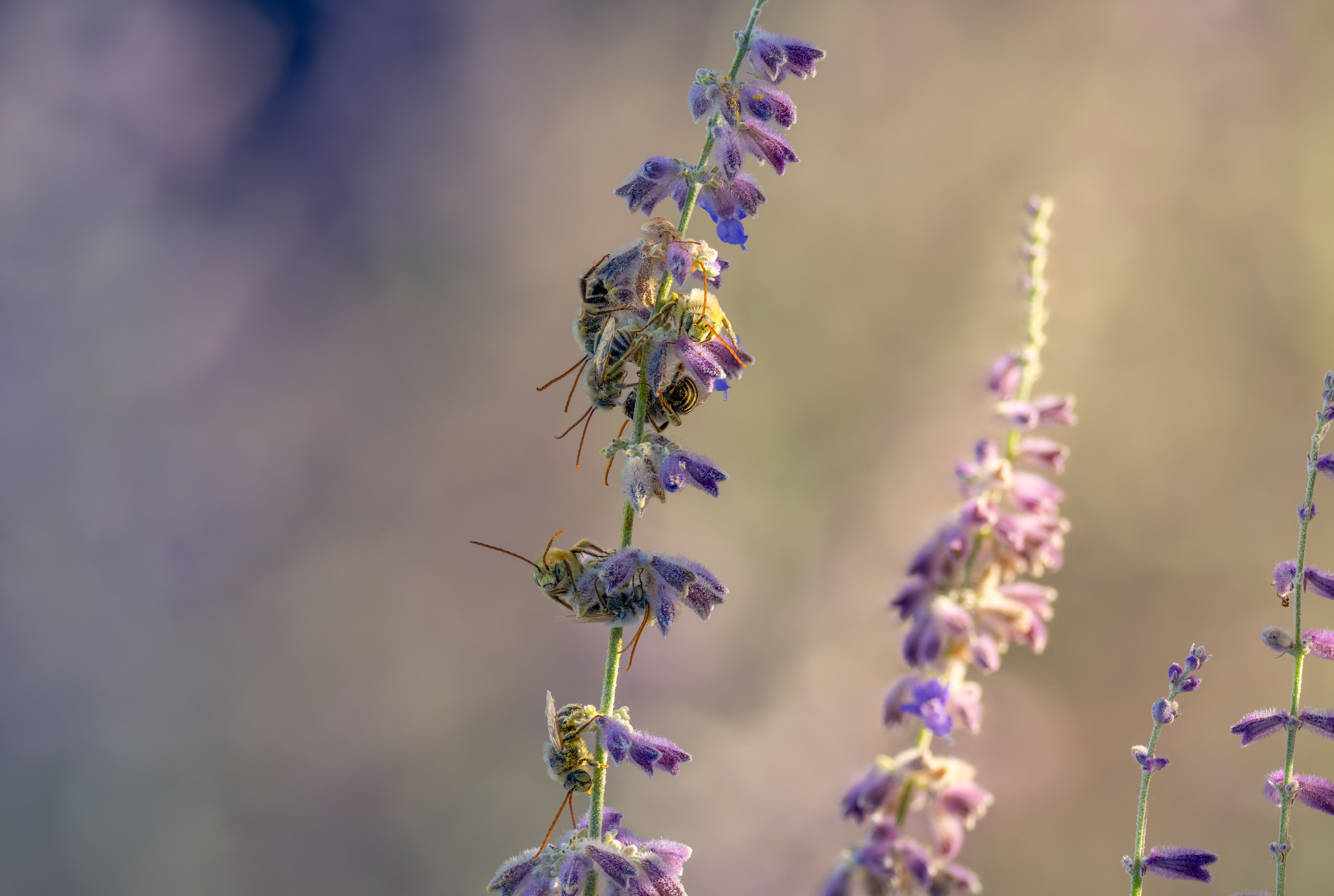 California Hybrid Honey Bees Show Promise Against Colony-Killing Threat