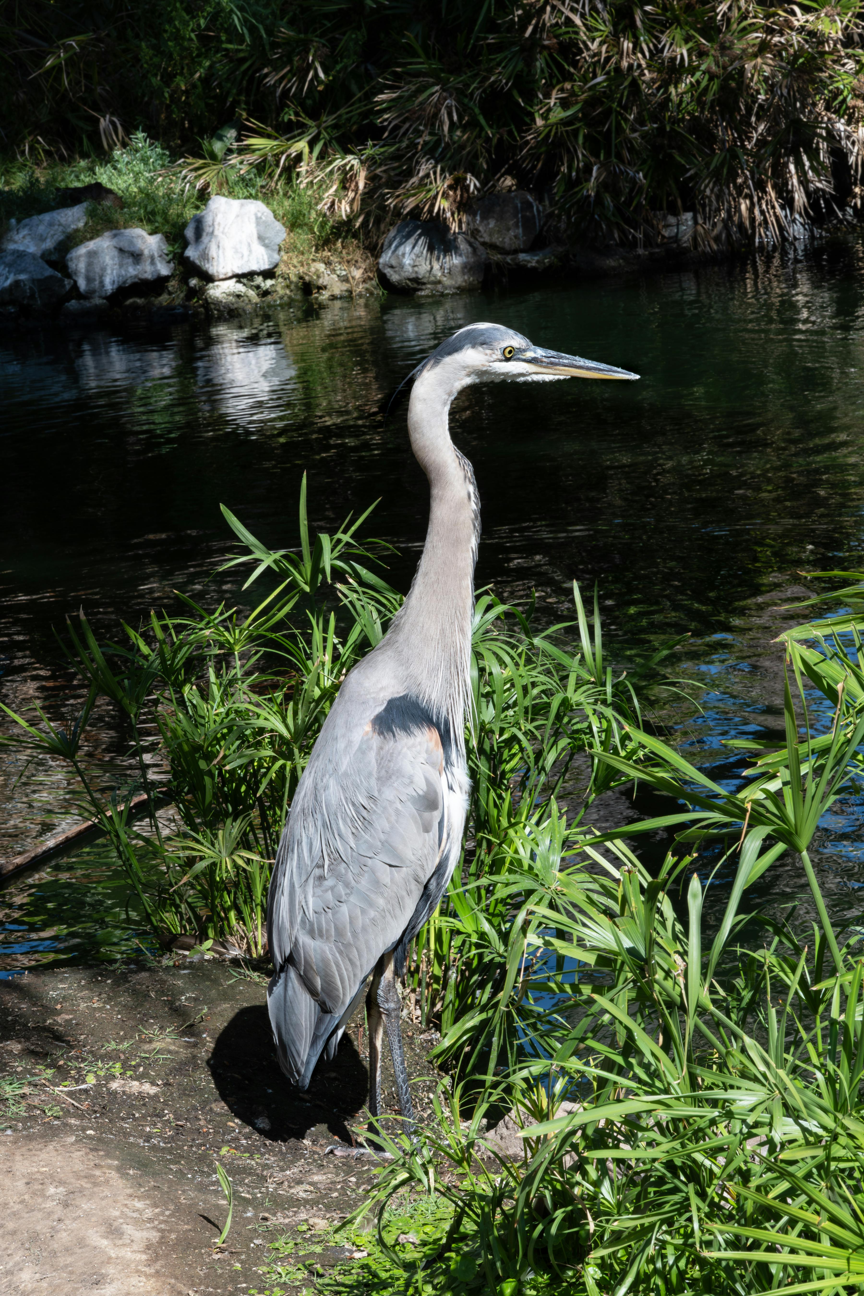 A Great Blue Heron stands gracefully by a riverbank, amidst lush greenery, in San Diego, California.