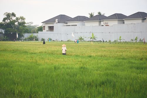 Free A tranquil view of a farmer working in lush green rice fields in Yogyakarta, Indonesia. Stock Photo