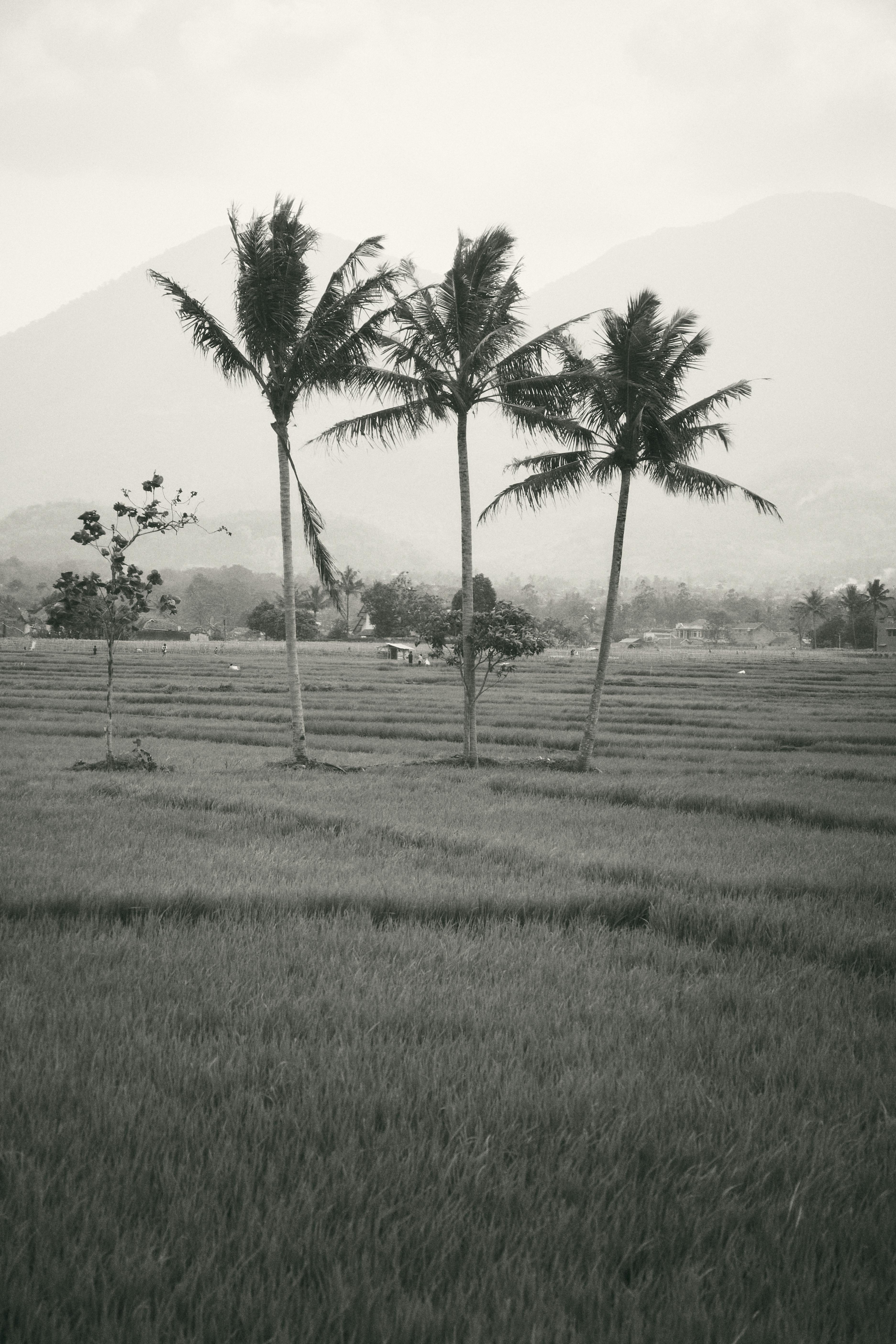 Monochrome view of palm trees in a picturesque rice field in Yogyakarta, Indonesia, with mountains.