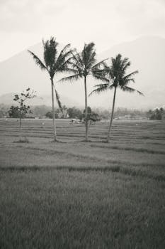 Monochrome view of palm trees in a picturesque rice field in Yogyakarta, Indonesia, with mountains.