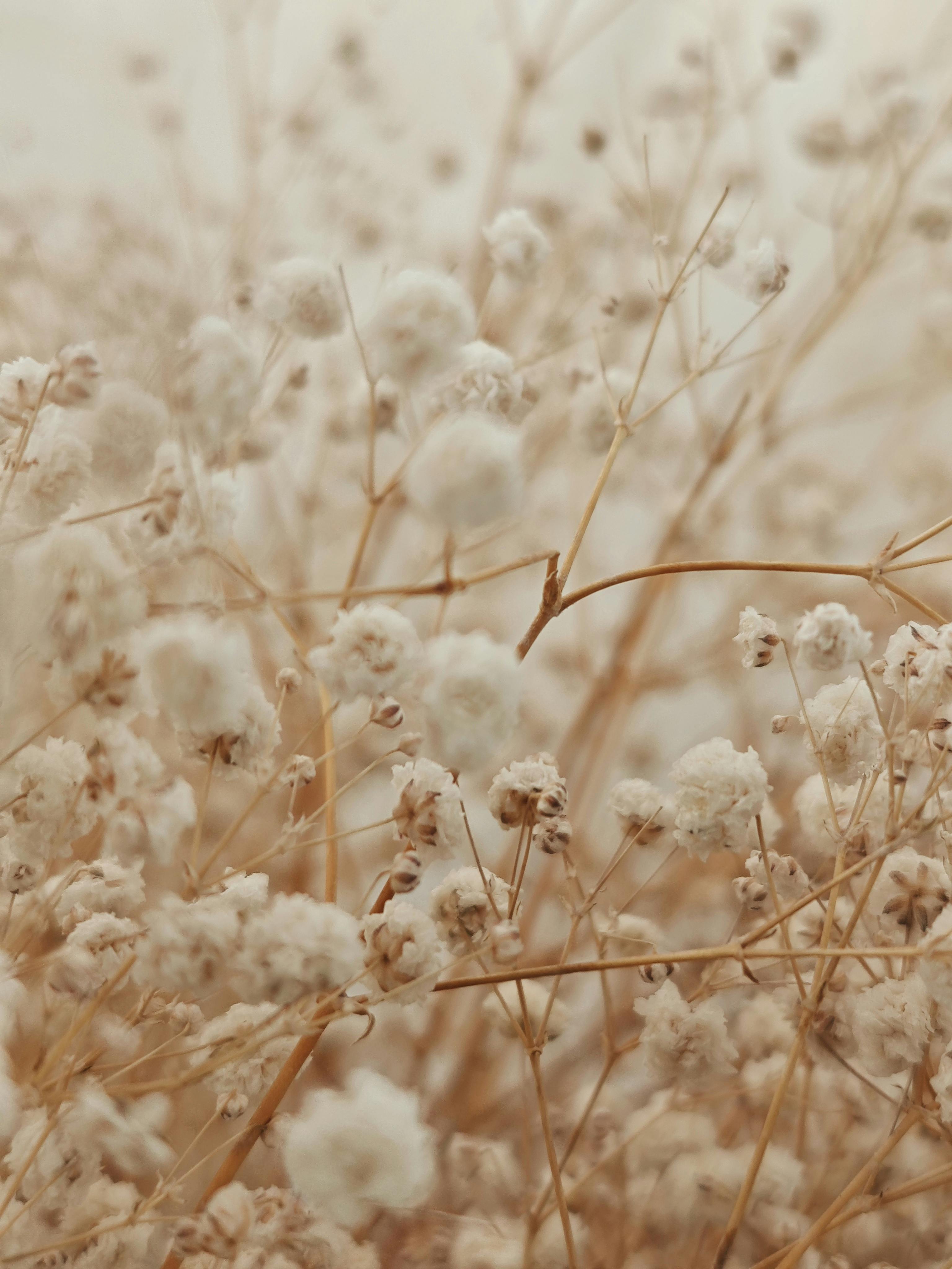 Beautiful soft focus close-up of dried Gypsophila flowers in warm tones showcasing delicate textures.