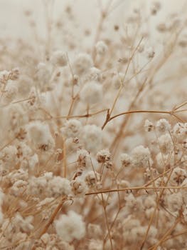 Beautiful soft focus close-up of dried Gypsophila flowers in warm tones showcasing delicate textures.