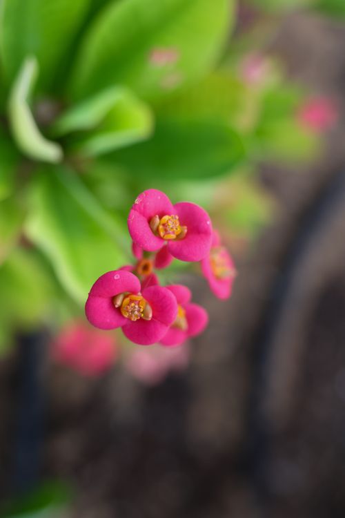 Free Vibrant And Beautiful Flower  Stock Photo