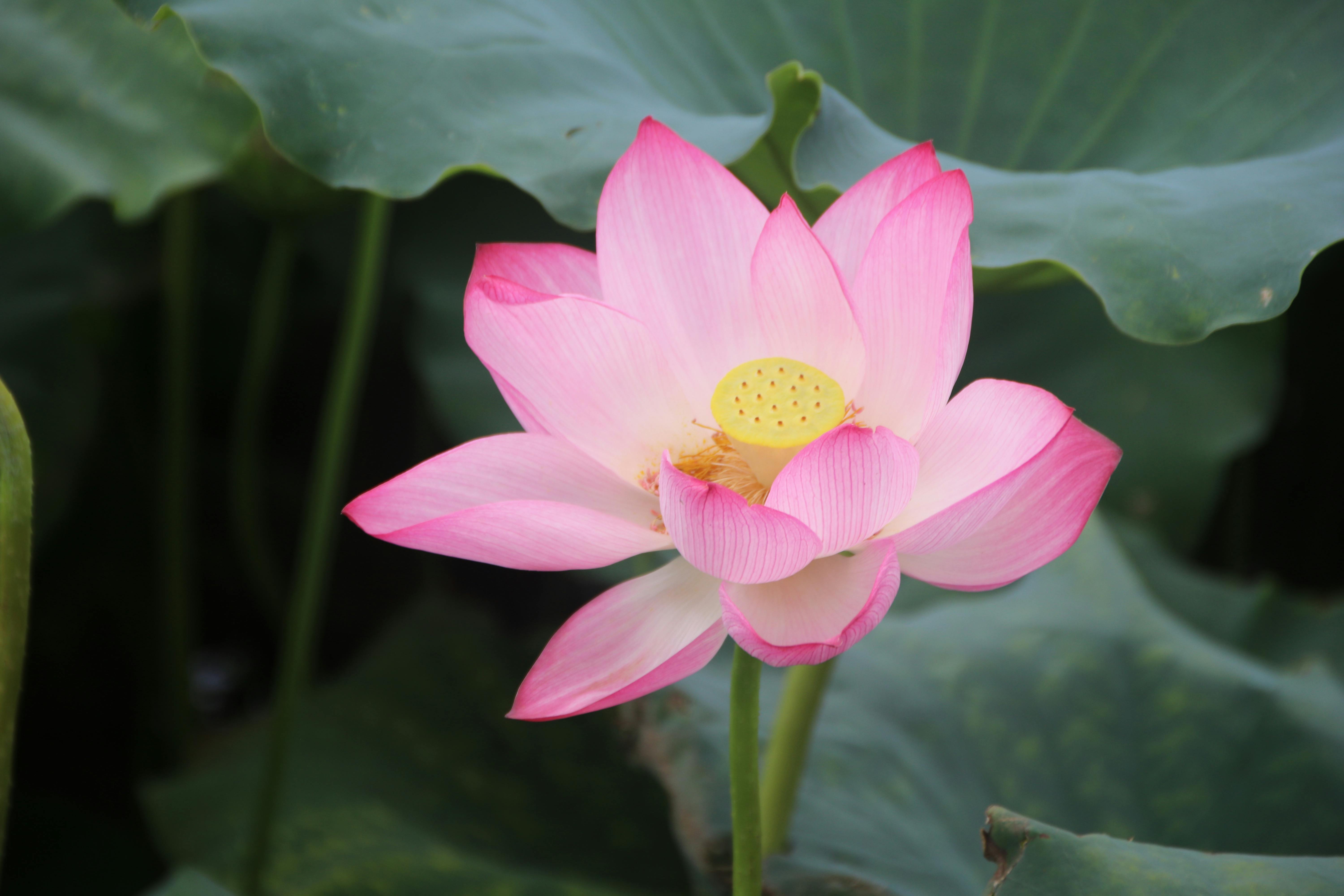 Certification in Kanban System Design