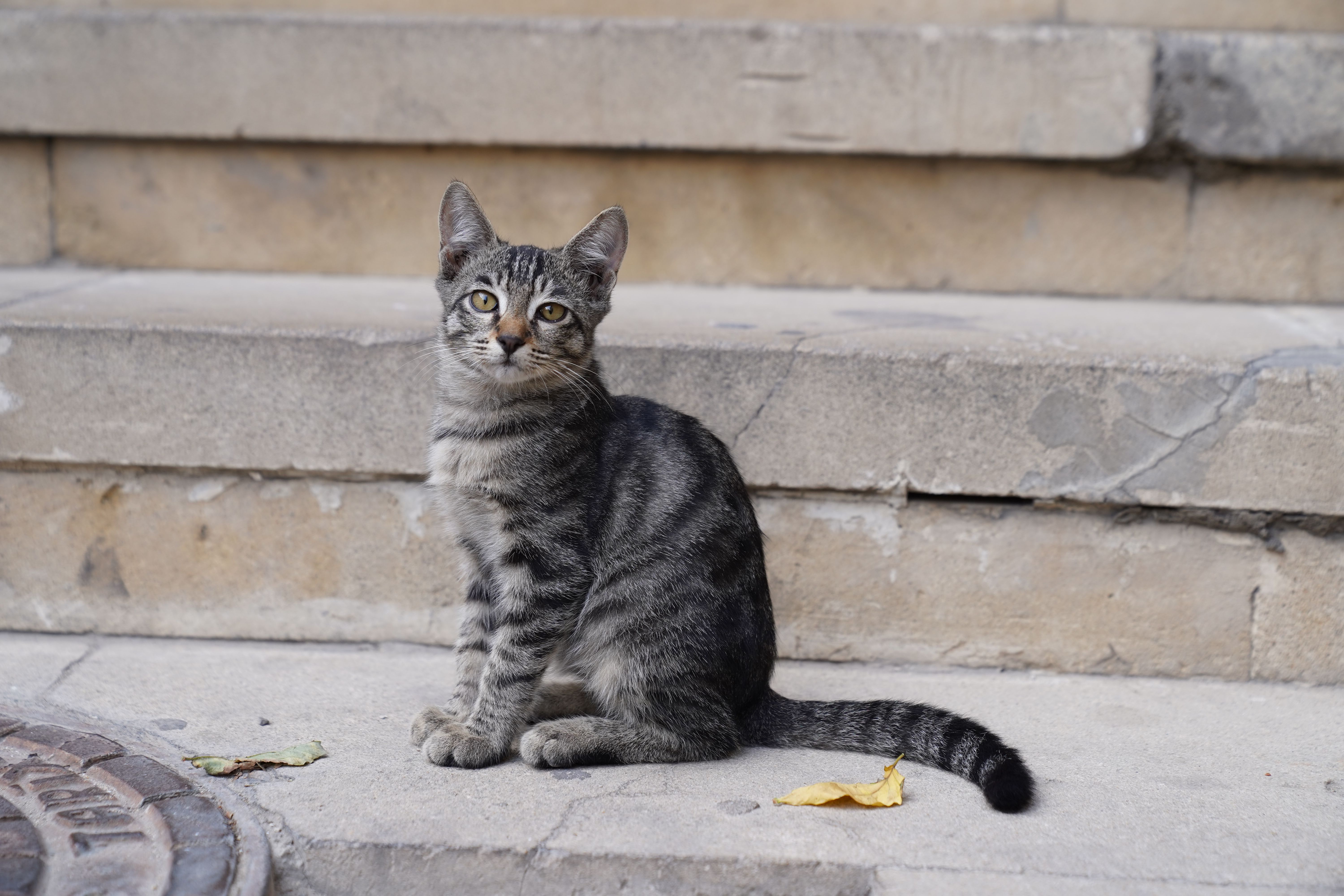 Tabby Cat Sitting on Stone Steps Outdoors · Free Stock Photo
