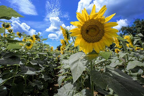 Fotobanka s bezplatnými fotkami na tému Alabama, autaugaville, leto