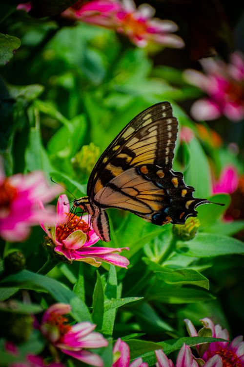 Free Swallowtail butterfly gracefully perched on a bright pink flower amidst lush greenery. Stock Photo